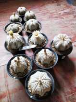 Miracle pocket seeds