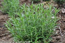 Rosemary Home Type Potted Intense Aroma Edible Type Spice Plant West Point Zo Stock