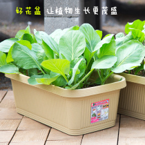 Alice flowerpot planting plastic rectangular extra large flower plate vegetable planting box Alice balcony planting pot