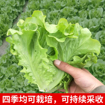 Italian lettuce seeds hydroponics Four Seasons lettuce seeds farmers spring summer autumn and winter rapeseed seeds in the South