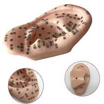 Large 17cm clear lettering ear model ear acupoint model massage eardrum ear reflex area ear mold
