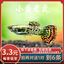 Fish Age] Little yellow tiger Peacock fish small yellow tiger entry-level fantail Peacock small fish live fish