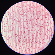 A permanent slice specimen microscope dedicated to buy multiple more cost-effective microscopy students professional children use