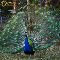 Tibetan Buddhist Supplies Peacock Feather Tail Feather Tail of Buddha Affair Supplies Buddhas Pendulum Pieces for the Bang Fan