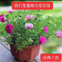 New mixed color double flower seedling potted plant with root garden balcony blossom constantly heat-resistant flower