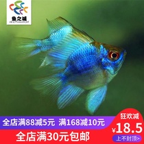 Blue wave blue wave son Avatar fish live blue wave fish live Dutch Phoenix Blue Wave