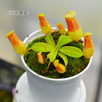 Jungle bell x Gourd Nepenthes small cordyceps hall Insectivorous plant potted living room beautiful carnivorous fun cordyceps