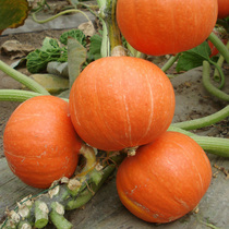 Sweet pumpkin seeds balcony vegetables potted plant seeds wheat melon carabies outdoor vegetable seeds 8