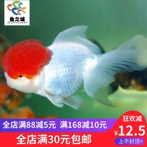 Goldfish goldfish living Burnin Up goldfish ornamental fish free shipping goldfish living Burnin Up goldfish goldfish