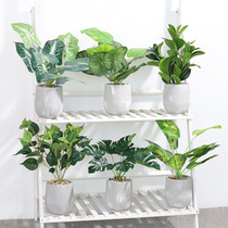 Nordic Creative Cement Flower Pot Tortoise Back Leaf Emulation Plant Potted TV Cabinet Tabletop Tea Table Decoration Green Planting Pendulum