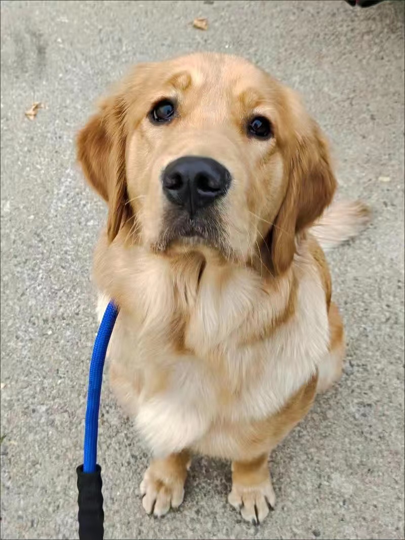 真心分享比乐狗粮犬主粮优缺点如何?真实经历爆料诉说