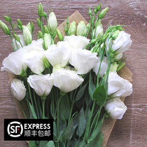 Kunming fresh flowers bellflower all kinds of flowers All kinds of fresh cut pollen color flower farmers flower base direct sales