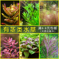 Fish Grass Vat Decorated watergrass Scape Plan Living Plant Sloth Green Chamomile Rear View Fresh Water With Stem Water Grass Real Grass