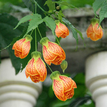 Balcony Garden hanging flower plants Four Seasons lantern flower potted Golden Bell flower woody garden upside down Golden Bell flower seedlings