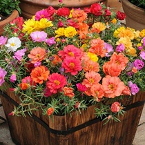 Double petal sun flower seeds Pine leaf peony four seasons seeds Easy-to-live flowering seeds Indoor balcony potted flower seeds