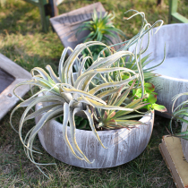  Sicilian simulation plant fleshy bonsai desktop green plant potted home balcony courtyard decoration shop decoration