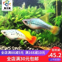 Fish City High sail blue Mandarin duck fish high sail peony fish high fin blue Mandarin duck viviparous fish Mary fish live ornamental fish