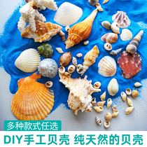 Handmade Diy Natural Shell Accessories Sea Snail Sea Star Pendulum Pieces Production Materials Creative Childrens Young Garden Group A Gift