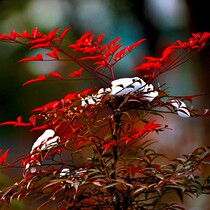 Nantian bamboo potted seedlings Flame red Nantian bamboo red Tian bamboo seedlings cold-resistant leaf flower plants Balcony garden flowers