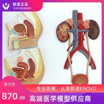 ENOVO Medical human genitourinary system model Male and female genitourinary anatomy model