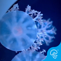 Headstand Jellyfish Living Amdocents Jellyfish rear small jellyfish pets dream wheel jellywheel jellyfish live pets