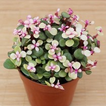 New products Mini plant Old pile Jeroy Dance View Multi-meat Potted Flower Flowers Indoor Green Plant