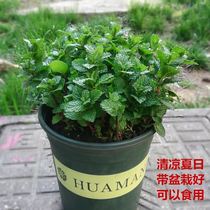 Mint large potted large pot of fresh mint leaves office Balcony Plant Mosquito Repellent Mint Fry to purify the air green plant