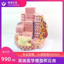 ENOVO Human skeletal muscle fiber model Microanatomy model Microanatomy model