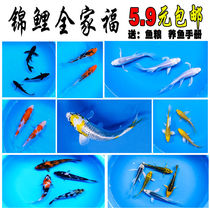 Cold water freshwater ornamental fish koi fish koi fish small freshwater good red carp purebred carp purebred small koi Fry