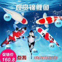  KOI FISH LIVE JAPANESE PUREBRED RED AND WHITE TAISHO SHOWA TRICOLOR 20-30CM LUCKY ORNAMENTAL FISH Koi fry