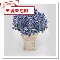 Flower edge Pickles imported flower seeds * Dutch SG * flat leaf celery * Smurfs Alpine celery 5