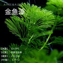 Fish era] Green Chrysanthemum Water Grass Real Water Grass Green Pine Tail Chrysanthemum Water Rear View Gold Fish Grass 5 Sets