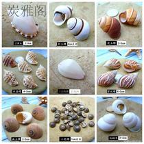 Natural small conch shell starfish combination set epoxy wishing bottle filler decoration