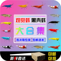 Black shell shrimp live free mail ornamental shrimp Crystal shrimp Algae shrimp Cherry blossom extreme fire cold water shrimp grass tank fish tank tool shrimp