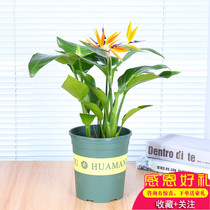 Tiantang Birds Plant Potted Indoor Living Room Large Flower Looking Crane Blue Green Plant With Flowers All Season Evergreen