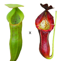 (Spoon leaf x bluebell) x (Lloyds x Bosch) Nepenthes live seedling Small Cordyceps herbarium Self-nourishing insectivorous plant potted plant