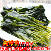 Small sea with slim sea with a 1 kg of Xiapun Sea belt with tender three seconds hot pot fujian specialty