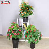 Simulation fake flower small potted living room indoor floor decoration Simulation green plant Fake tree bonsai plastic flower simulation plant