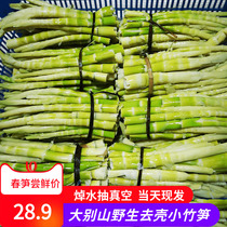 Large Beishan Mountain Fresh Shoots Wild Little Bamboo Shoots Fresh Bamboo Shoots Fresh Bamboo Shoots Vegetable Sweet Shoots Shoots 4 Catties