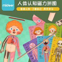 Mi Lu childrens body parts cognition Human bones and organs Magnetic puzzle English body cognition toy hanging board
