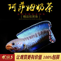 Assam blue sail milk tea thunder dragon fish sapphire colorful thunder dragon Baka seedling freshwater small ornamental fish