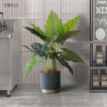 Roman Mom Interior Desktop Potted Balcony Living Room Tabletop Decorative bonsai placed emulated plant Guanyin