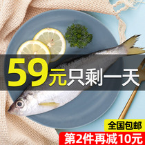 Zhoushan fresh fish sea catch Shad three Planer fish White Phosphorus Fish Fish Fish Ningbo seafood fresh aquatic fish deep sea fish