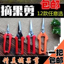 Flower scissors Pruning scissors Household dragon fruit scissors Fruit picking scissors short straight head flower pruning scissors Vegetables and fruits Shiitake mushrooms