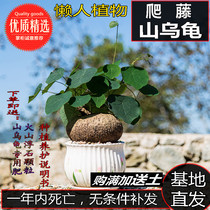 Mountain tortoise gold does not change climbing vines hydroponic plants fleshy flowers office indoor and outdoor courtyard green plants potted
