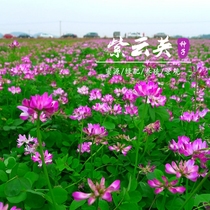 Ziyunying seed nectar plant grass seed warping Four Seasons pasture grass seed beekeeping red flower Grass Orchard Green manure seed