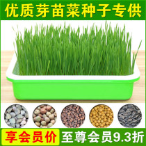 Low-cost sprouts seeds soilless cultivation paper sprouts sprouts wheat hemp bowl beans radish soybeans hydroponic seeds