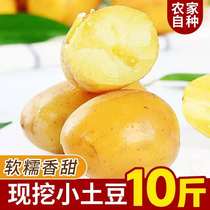 Shandong now digs mini potatoes 10 catties of fresh potatoes farmers grow vegetables yellow heart potato potato potato