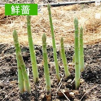 Autumn vegetable seeds asparagus seeds imported from the United States The King of vegetables balcony Four Seasons high-end health vegetables