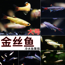 Baiyun goldfish cold water Native Fish large gold silk magnificent small living unwarmed Tang fish ornamental fish